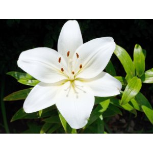 Ľalia ázijská (Lilium asiatic) ´CANOVA´ - 1 cibuľka v kvetináči, kont. C2L (biela)